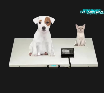 OSCAT- Oversized Digital Pet Scale | Heavy-Duty Stainless Steel Dog & Cat Weighing Scale